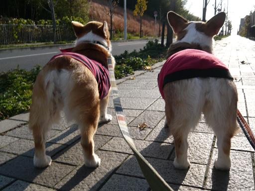 コギとして、生きる。